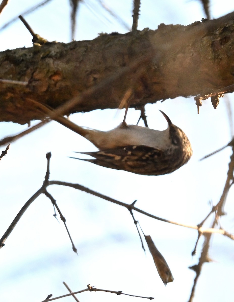 Brown Creeper - Margaret Hough