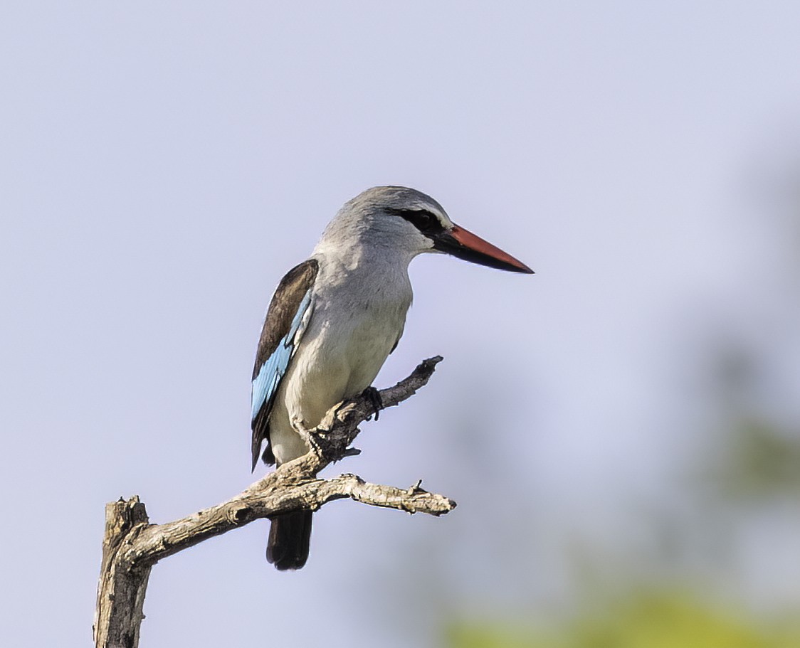 Woodland Kingfisher - Mel Senac