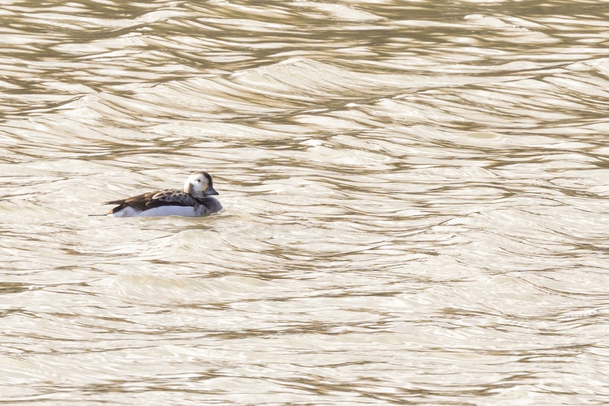 Long-tailed Duck - Rod Goodwin