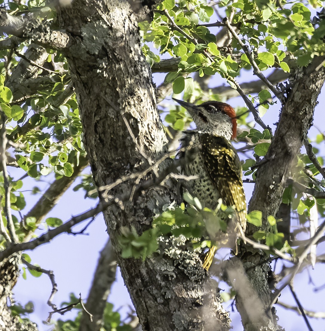 Golden-tailed Woodpecker - ML612273482