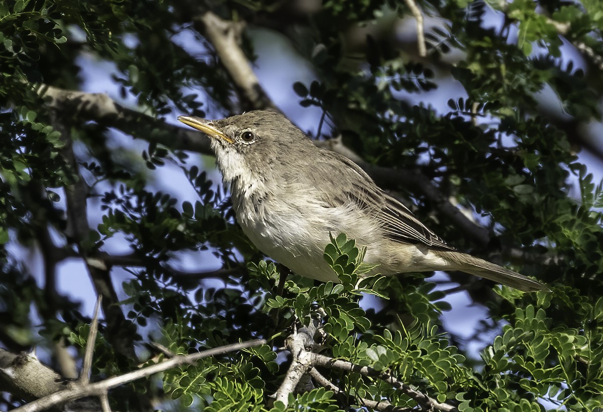 Olive-tree Warbler - ML612273516