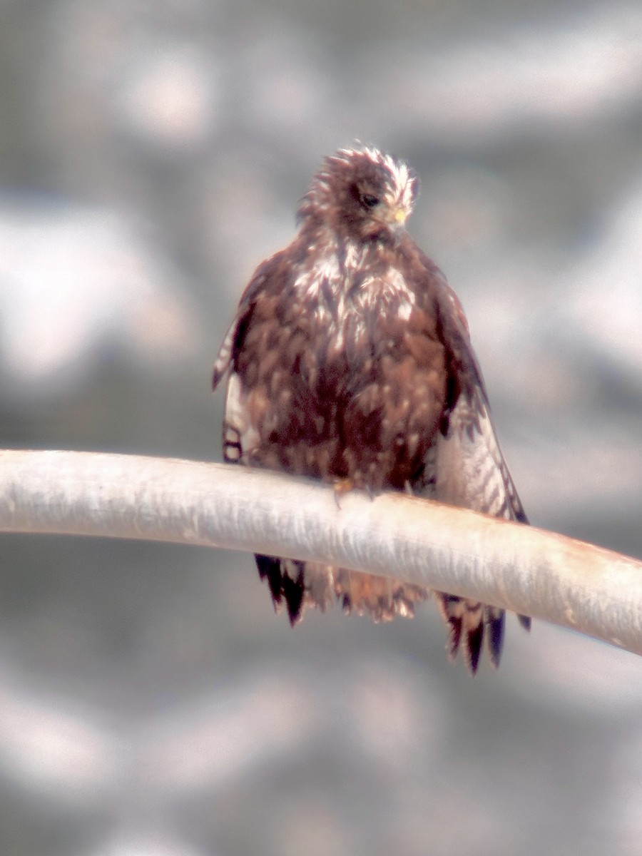 Red-tailed Hawk (Harlan's) - ML612273726