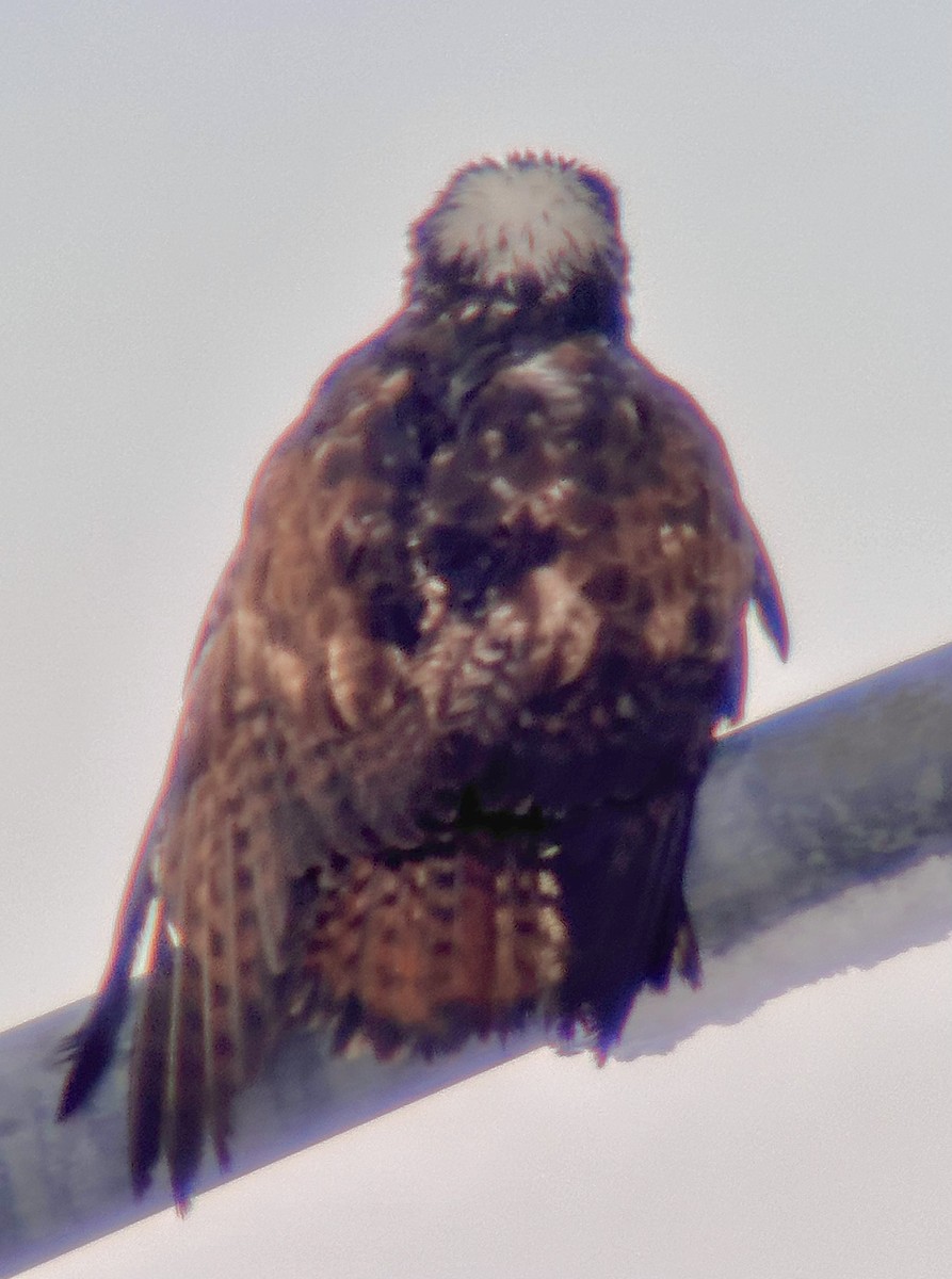 Red-tailed Hawk (Harlan's) - ML612273734