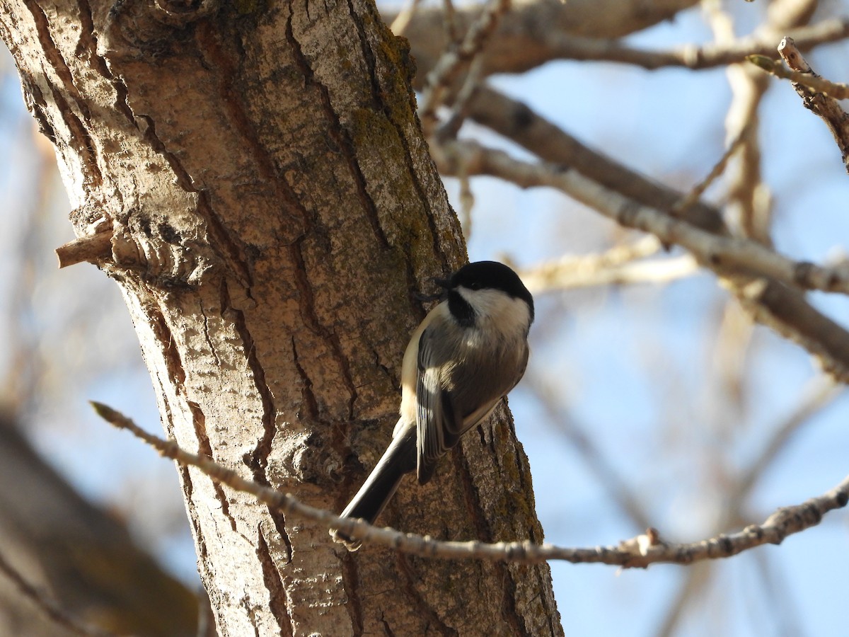 Black-capped Chickadee - Tom Wuenschell