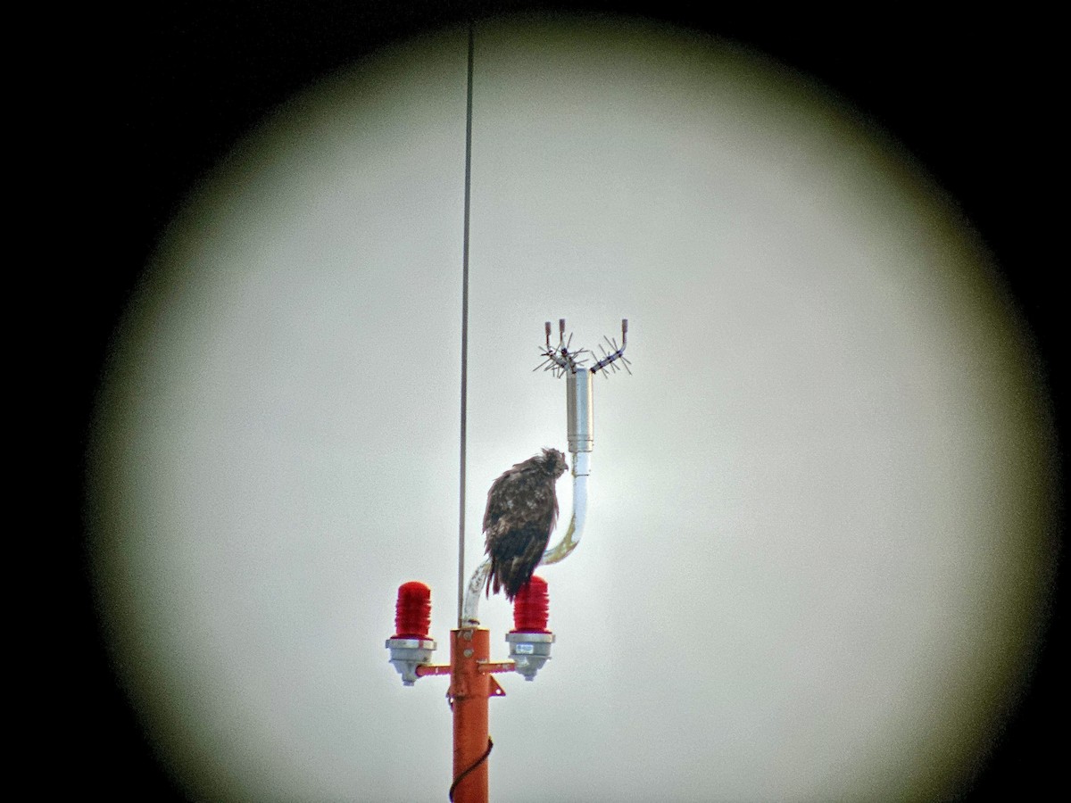 Red-tailed Hawk (Harlan's) - ML612273740