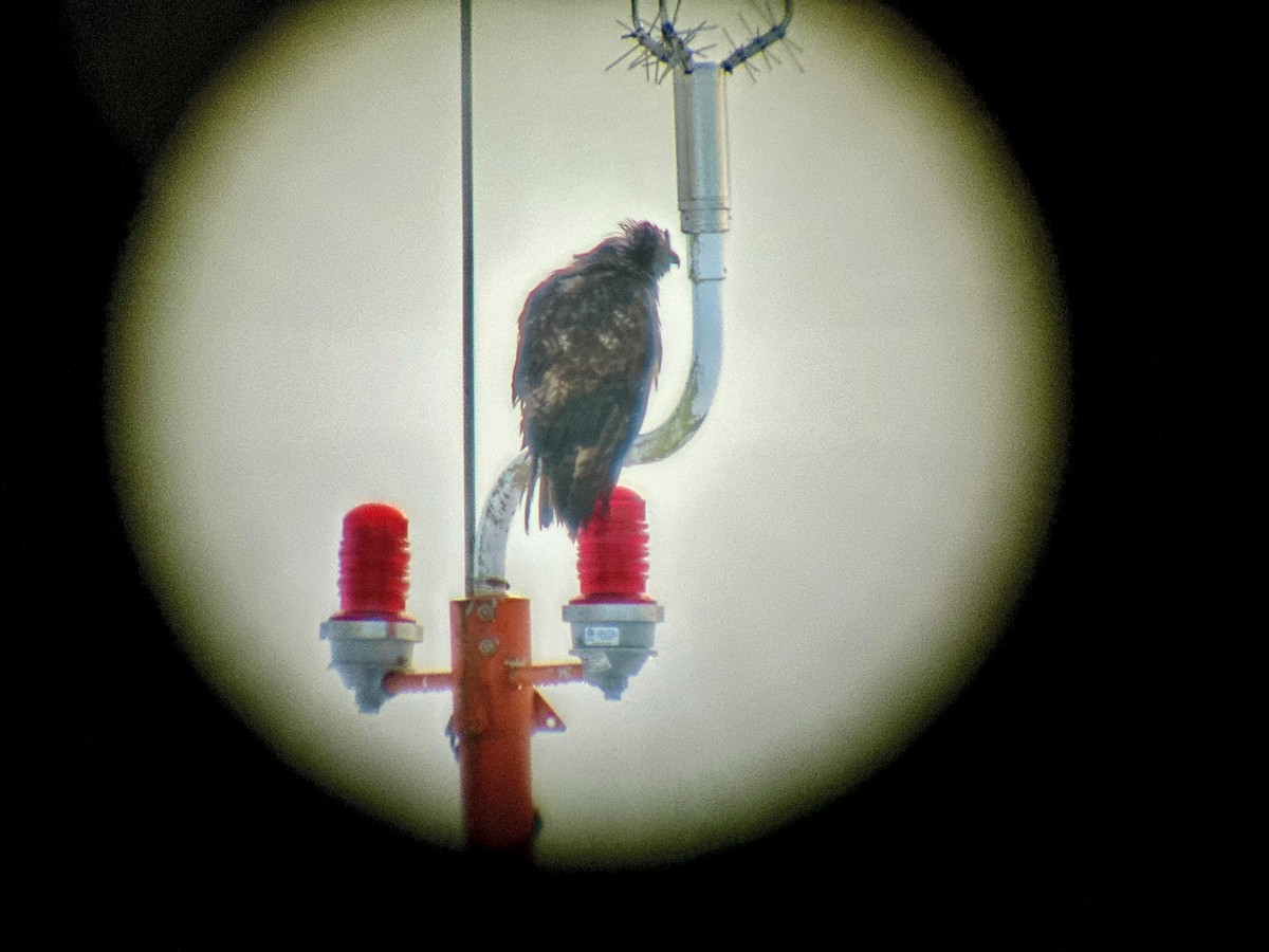 Red-tailed Hawk (Harlan's) - ML612273741