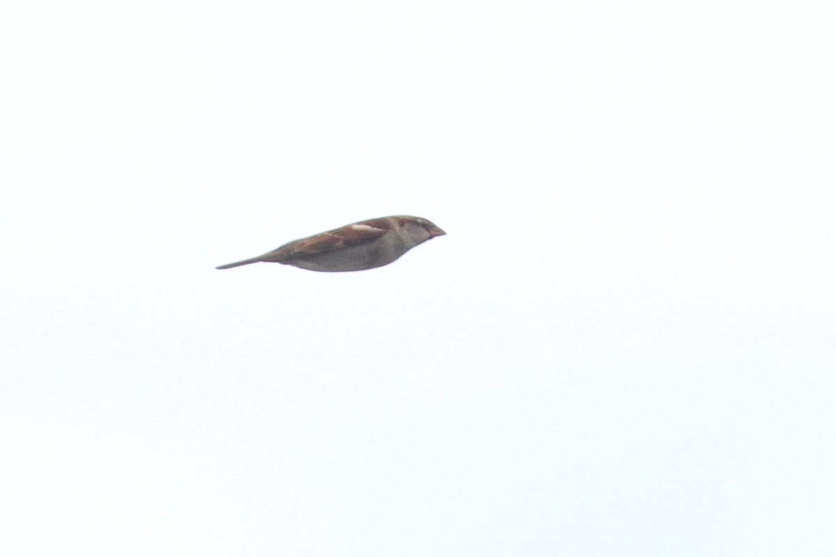 Italian Sparrow - ML612273801