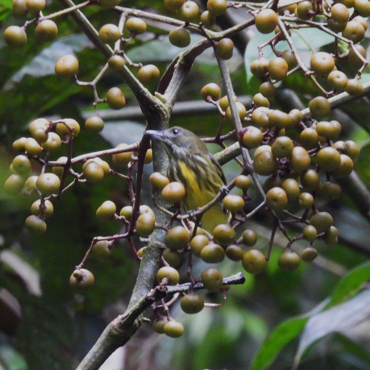 Yellow-breasted Flowerpecker - ML612273831