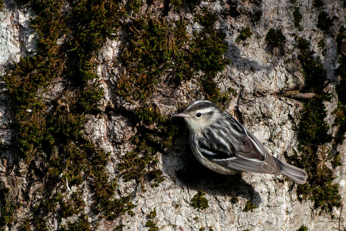 Black-and-white Warbler - Kelly Carmody