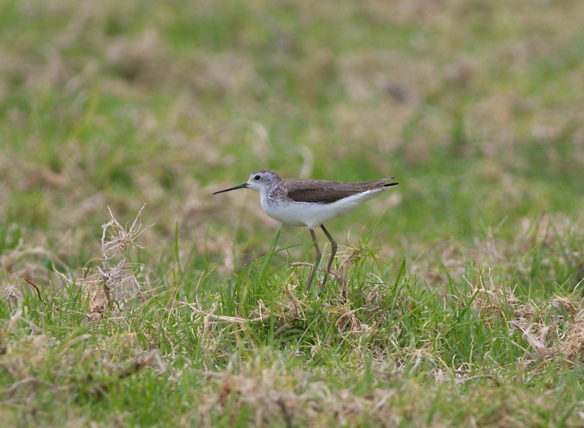 小青足鷸 - ML612273893