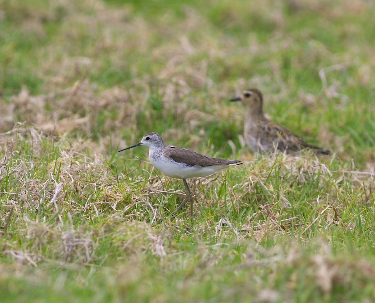 小青足鷸 - ML612273894