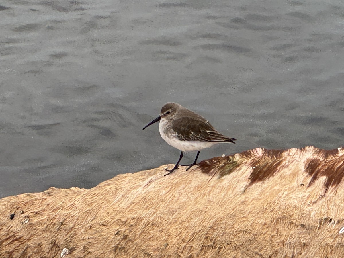 jespák obecný - ML612273909