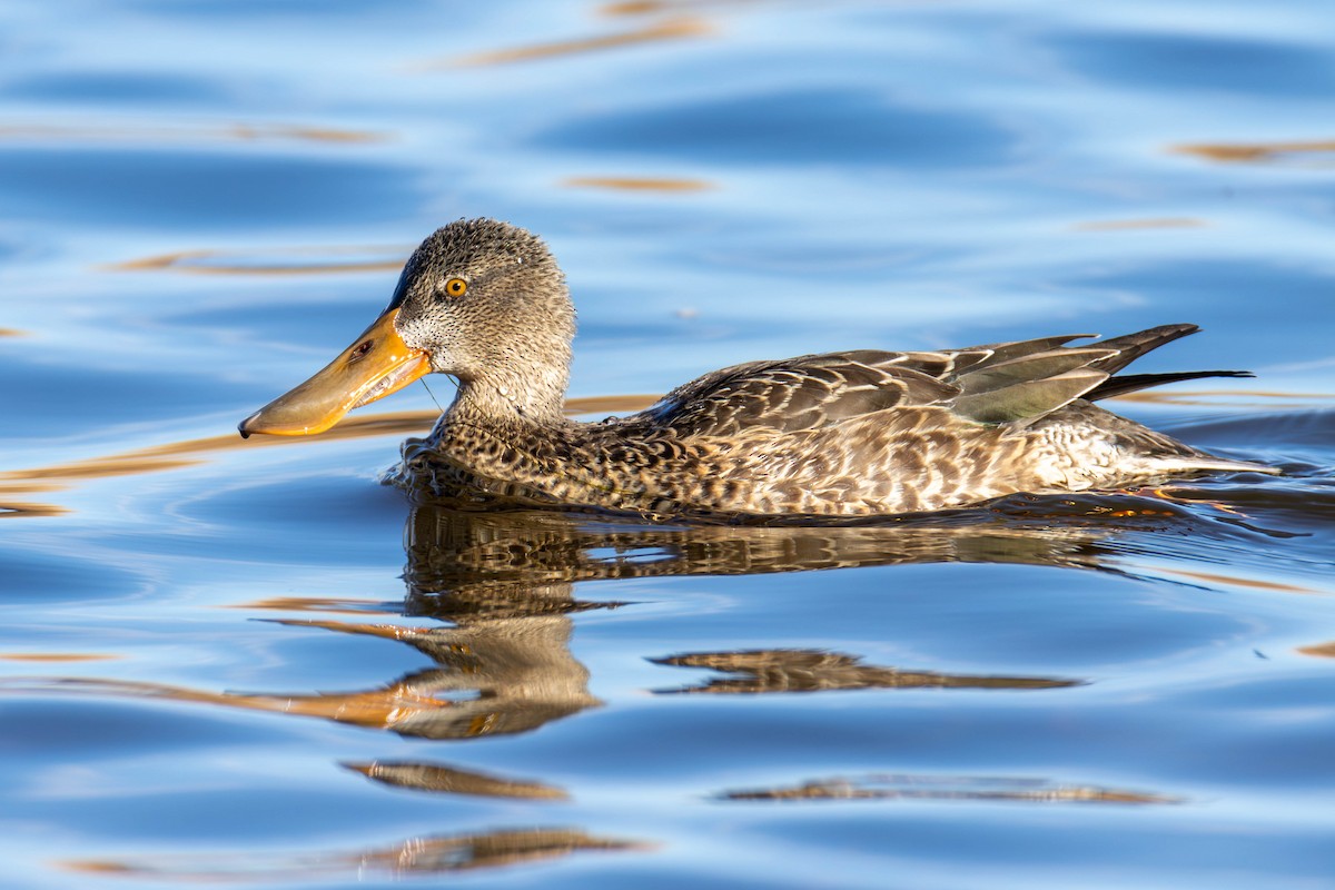 Northern Shoveler - ML612273928