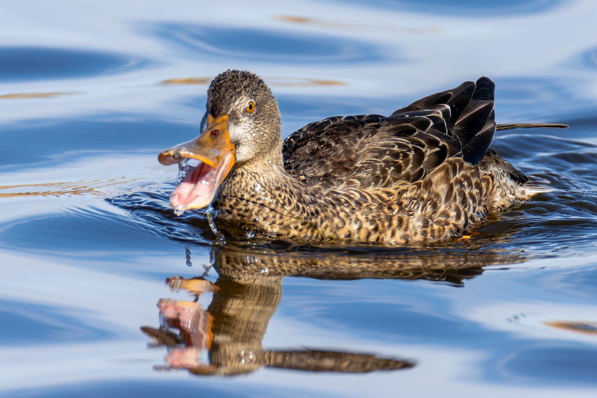 Northern Shoveler - ML612273931