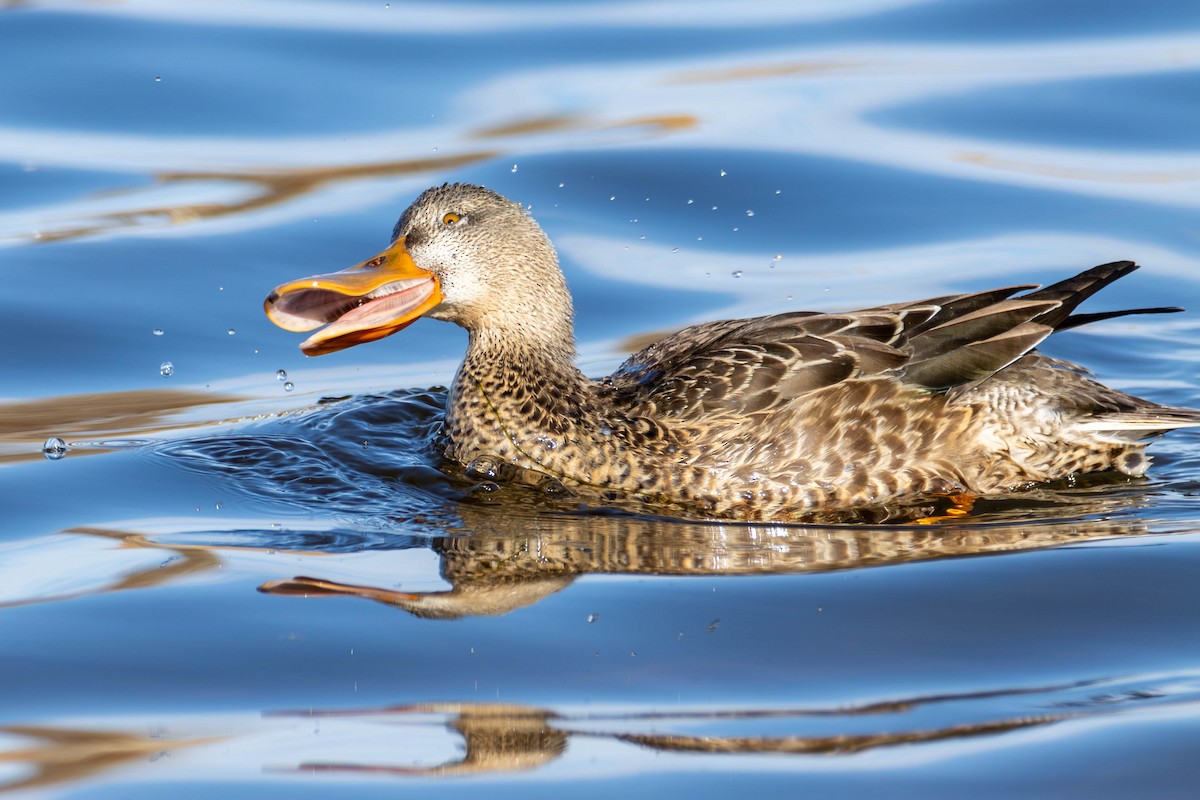 Canard souchet - ML612273932