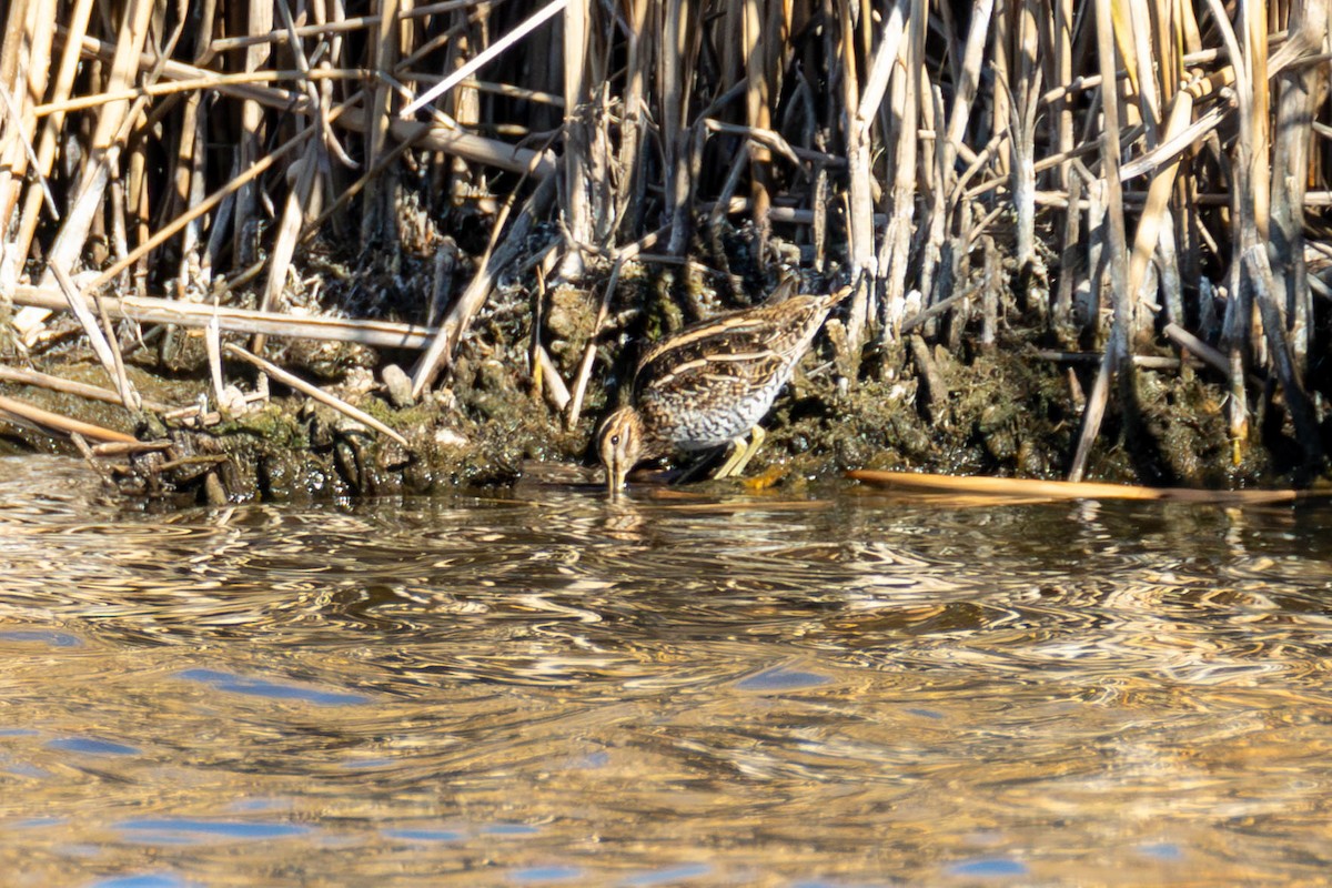 Wilson's Snipe - ML612273933