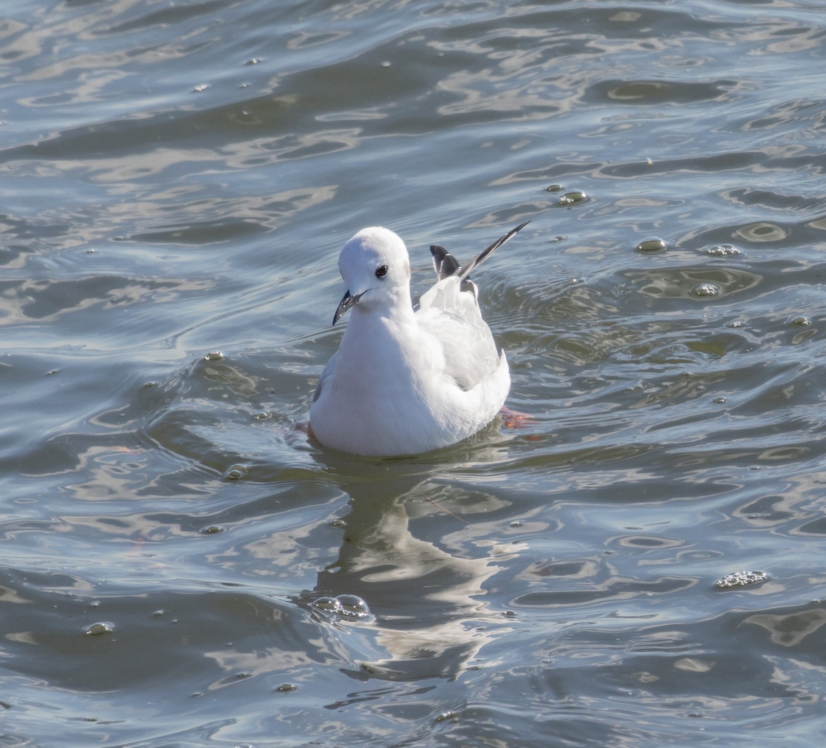 Bonaparte's Gull - ML612273963