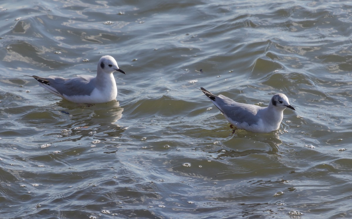 Bonaparte's Gull - MCHL ____