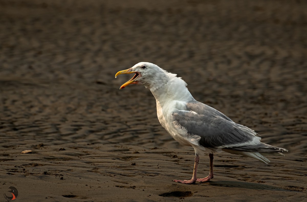 Glaucous-winged Gull - ML612274029