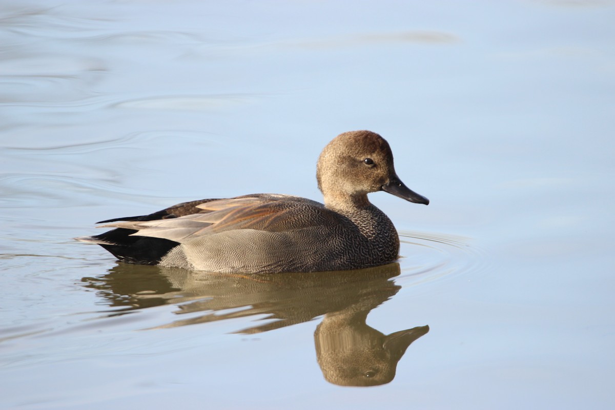 Gadwall - Abraham Bowring