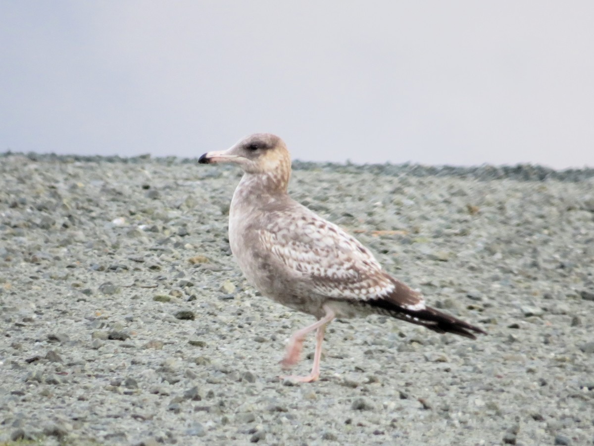 California Gull - ML612274289