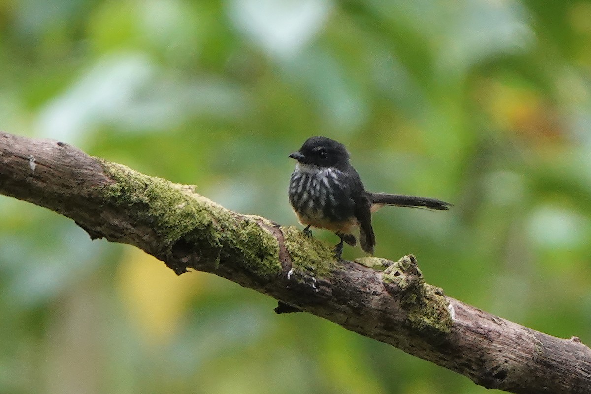 Northern Fantail (Buru) - ML612274315