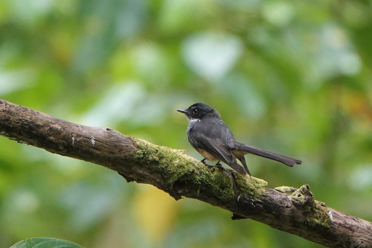 Northern Fantail (Buru) - ML612274316