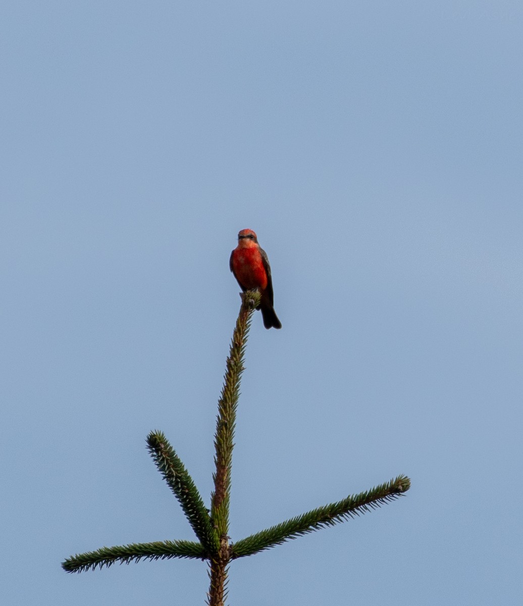 Vermilion Flycatcher - ML612274335