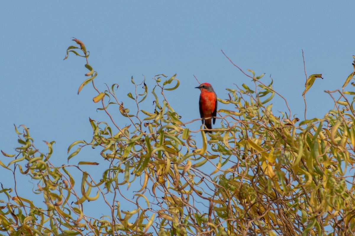 Vermilion Flycatcher - ML612274351