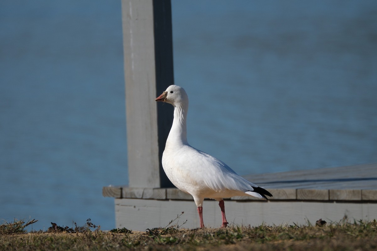 Ross's Goose - ML612274387