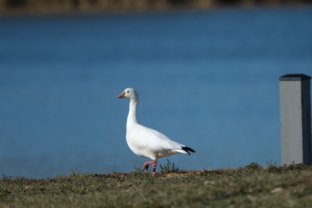 Ross's Goose - ML612274388