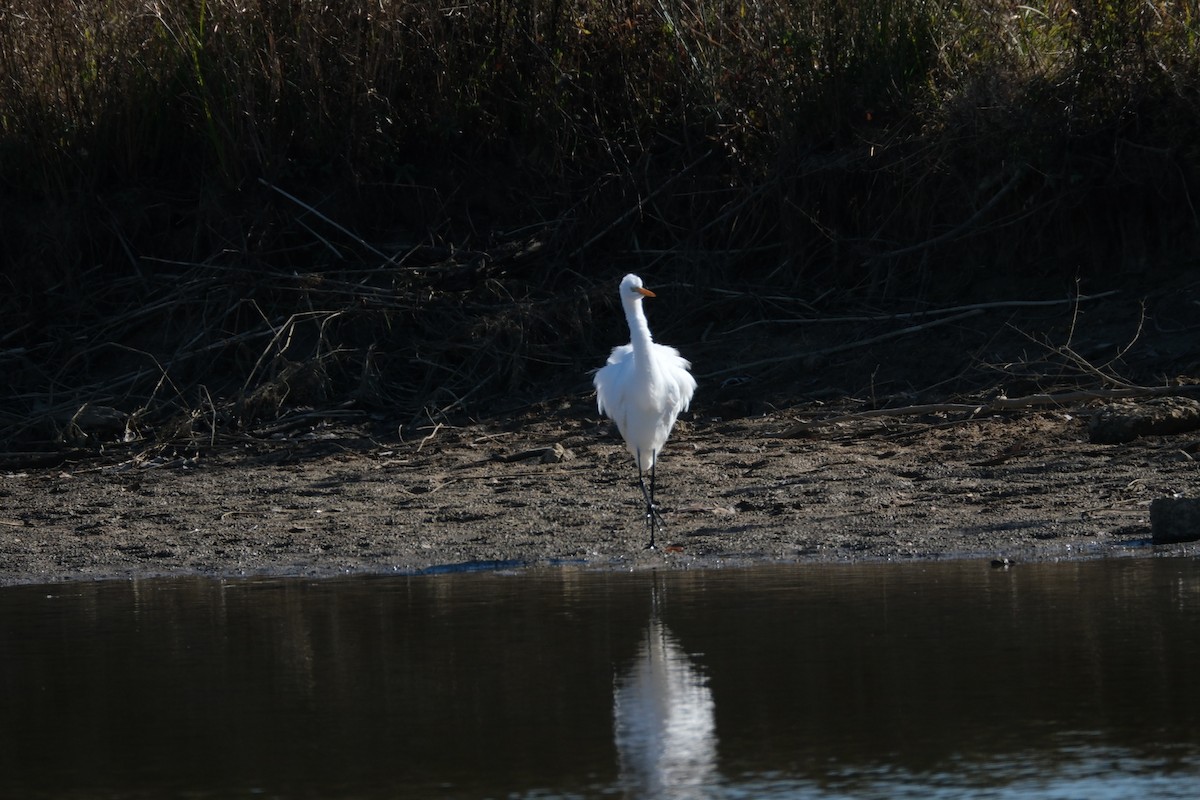 Great Egret - ML612274417