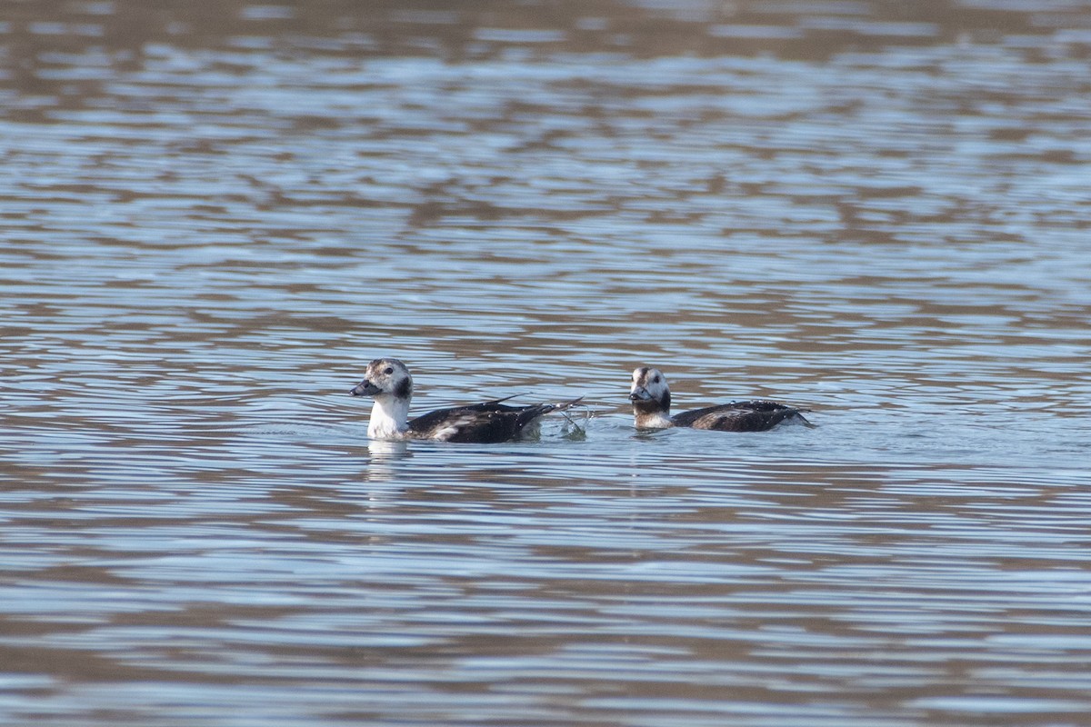 Long-tailed Duck - ML612274443