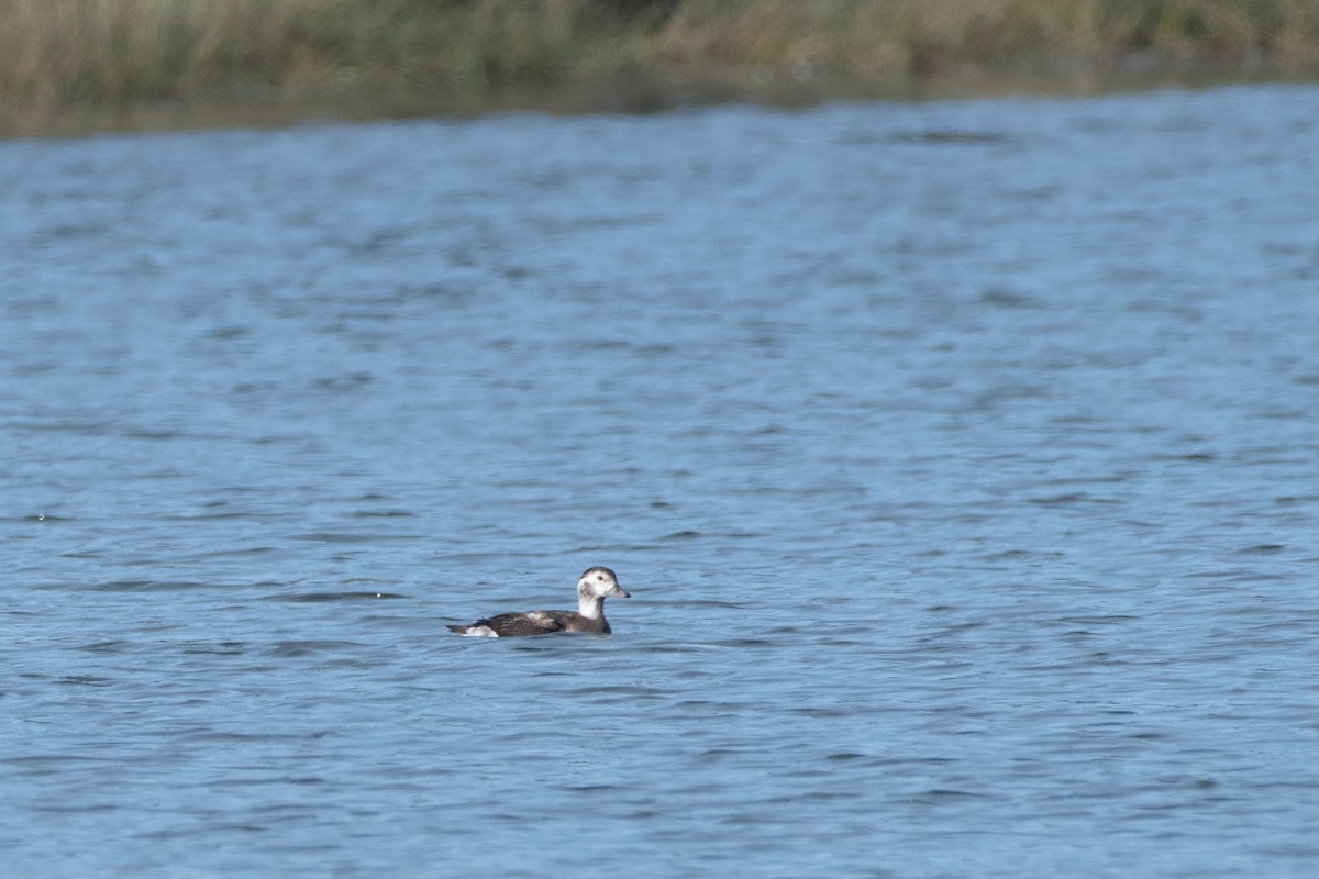 Long-tailed Duck - ML612274444