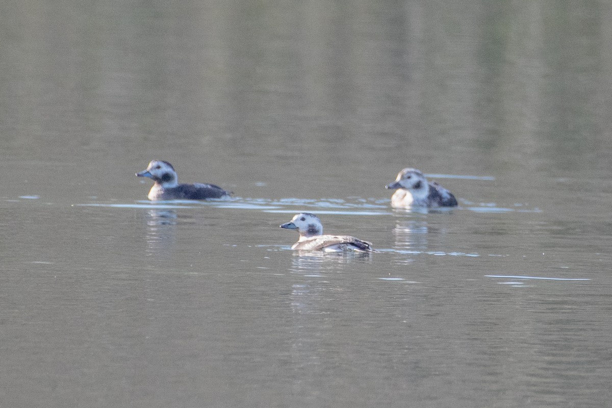 Long-tailed Duck - ML612274445