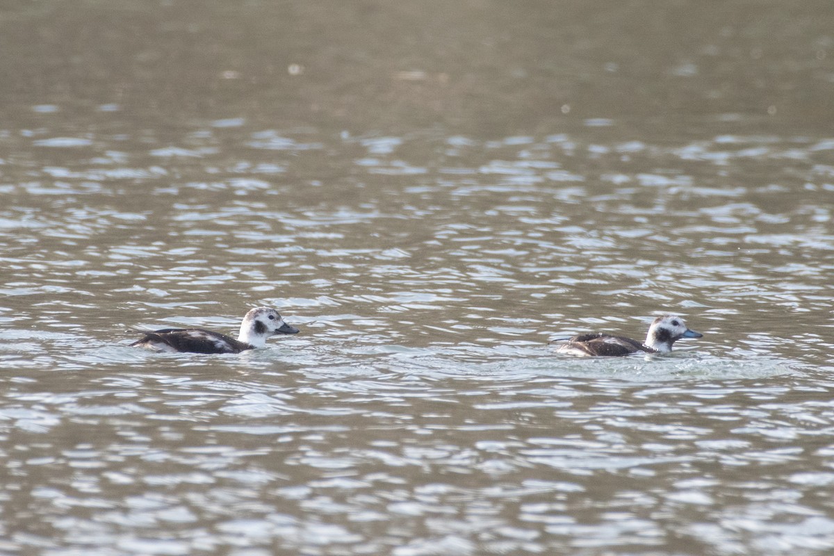 Long-tailed Duck - ML612274446