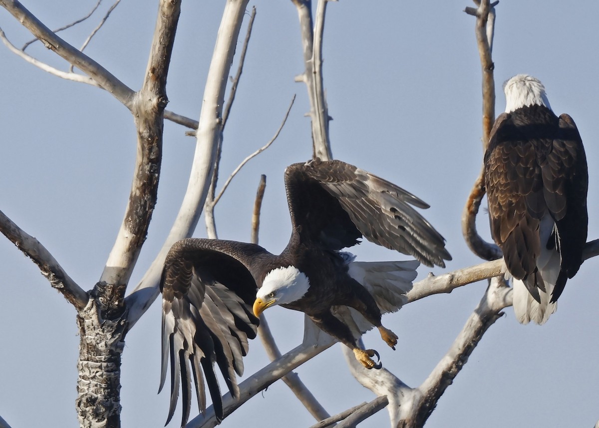 Bald Eagle - Ken Pride