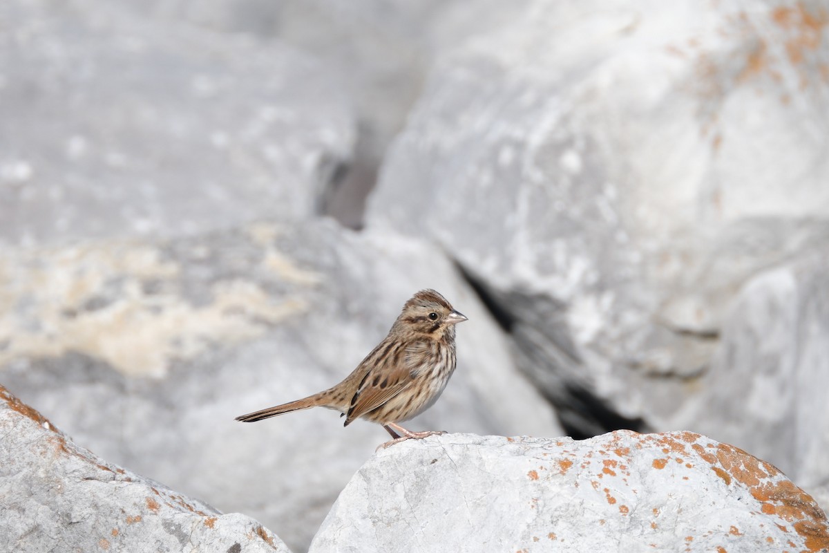 Song Sparrow - ML612274509