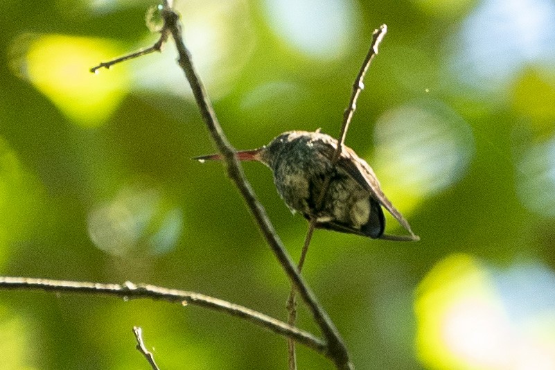 White-eared Hummingbird - ML612274513