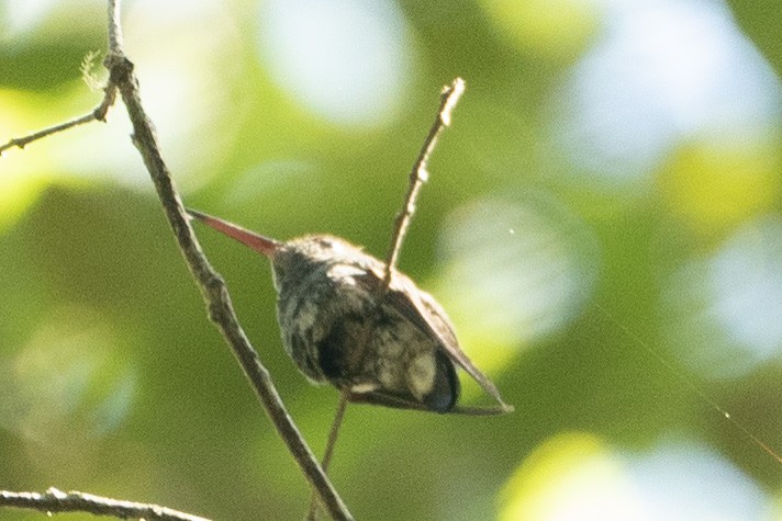 White-eared Hummingbird - ML612274514