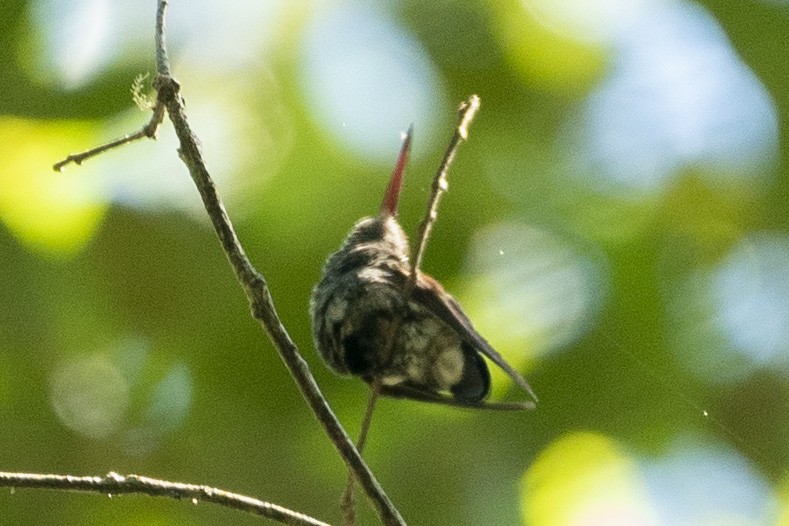 White-eared Hummingbird - ML612274515