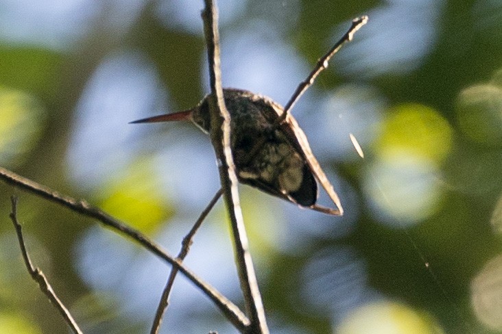 White-eared Hummingbird - ML612274516