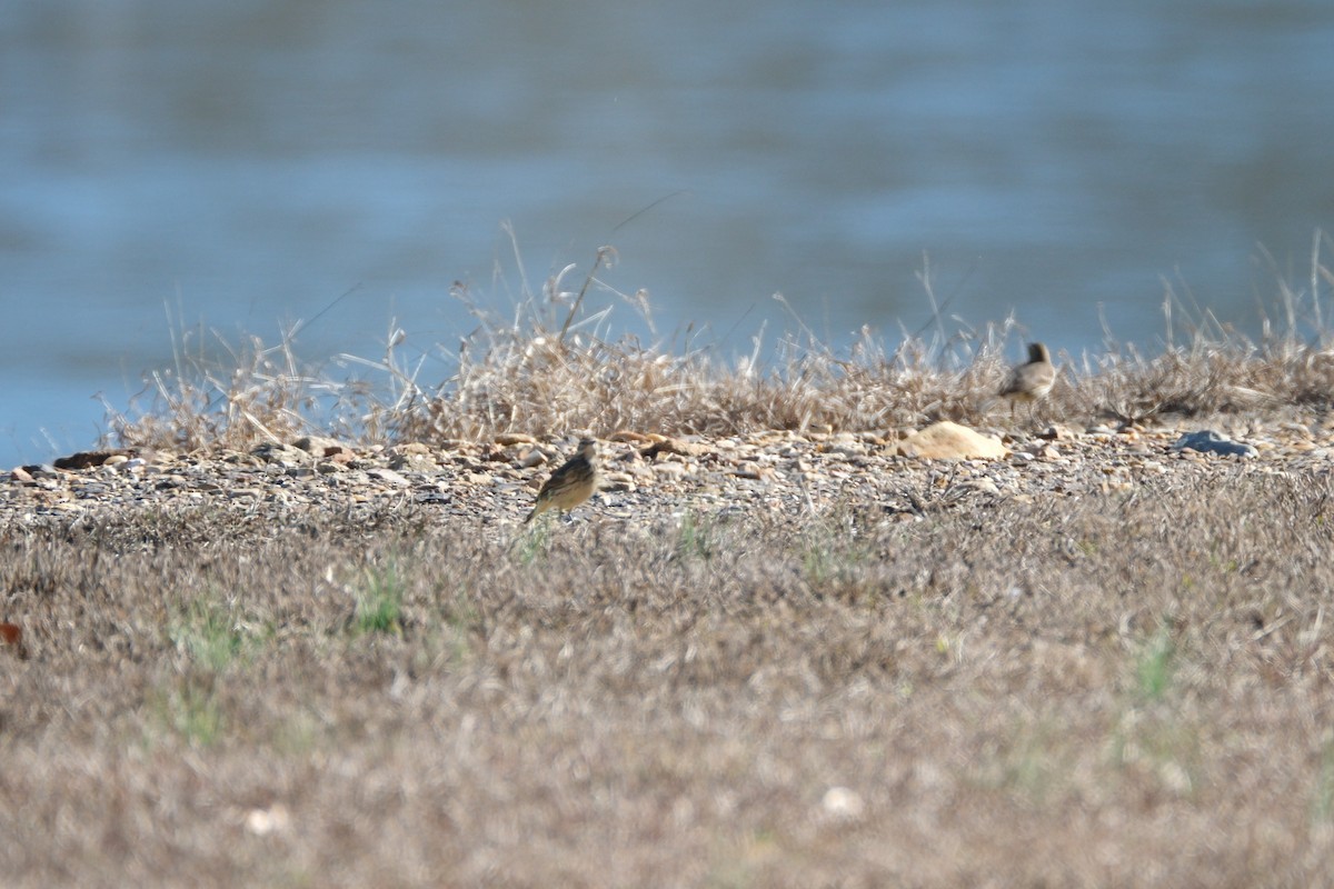 American Pipit - ML612274524