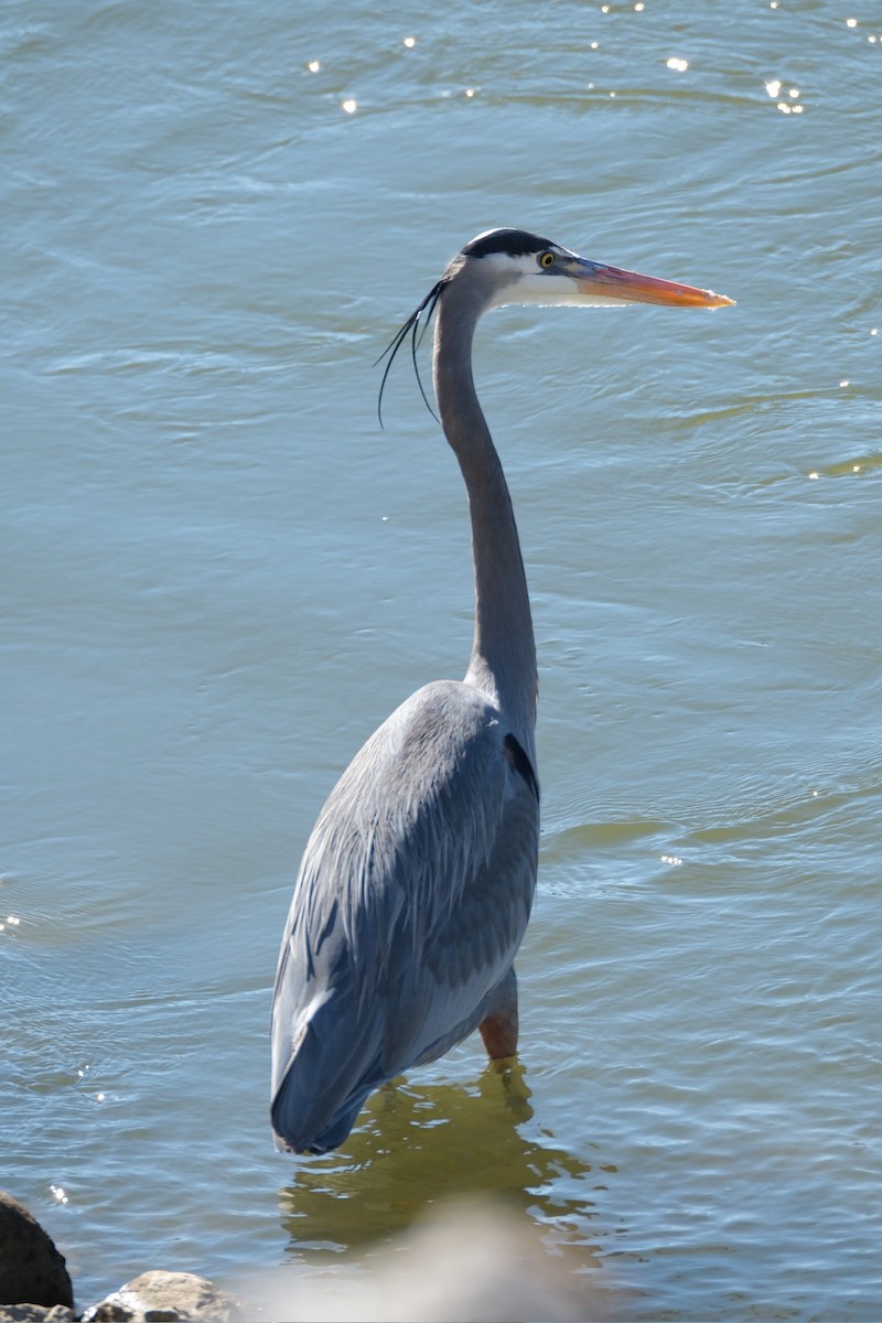 Great Blue Heron - ML612274566