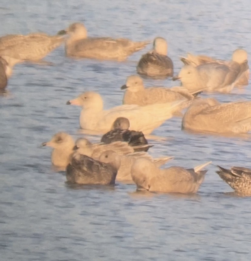 Glaucous Gull - ML612274575