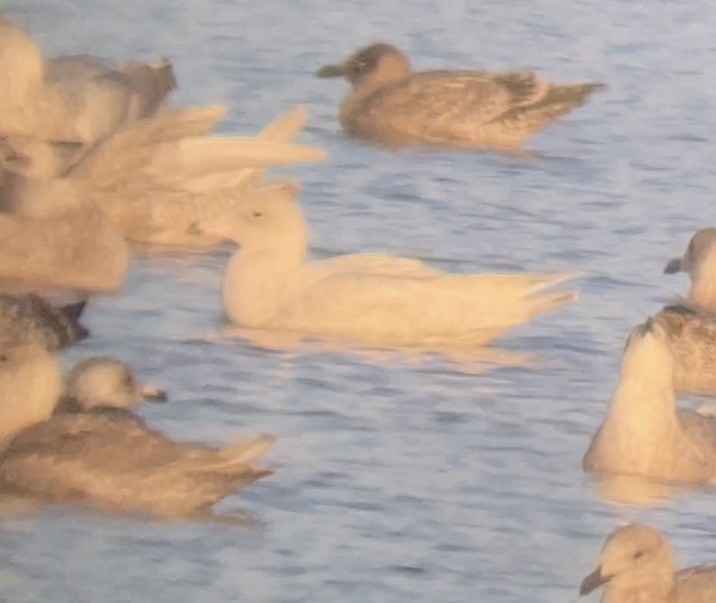 Glaucous Gull - ML612274576