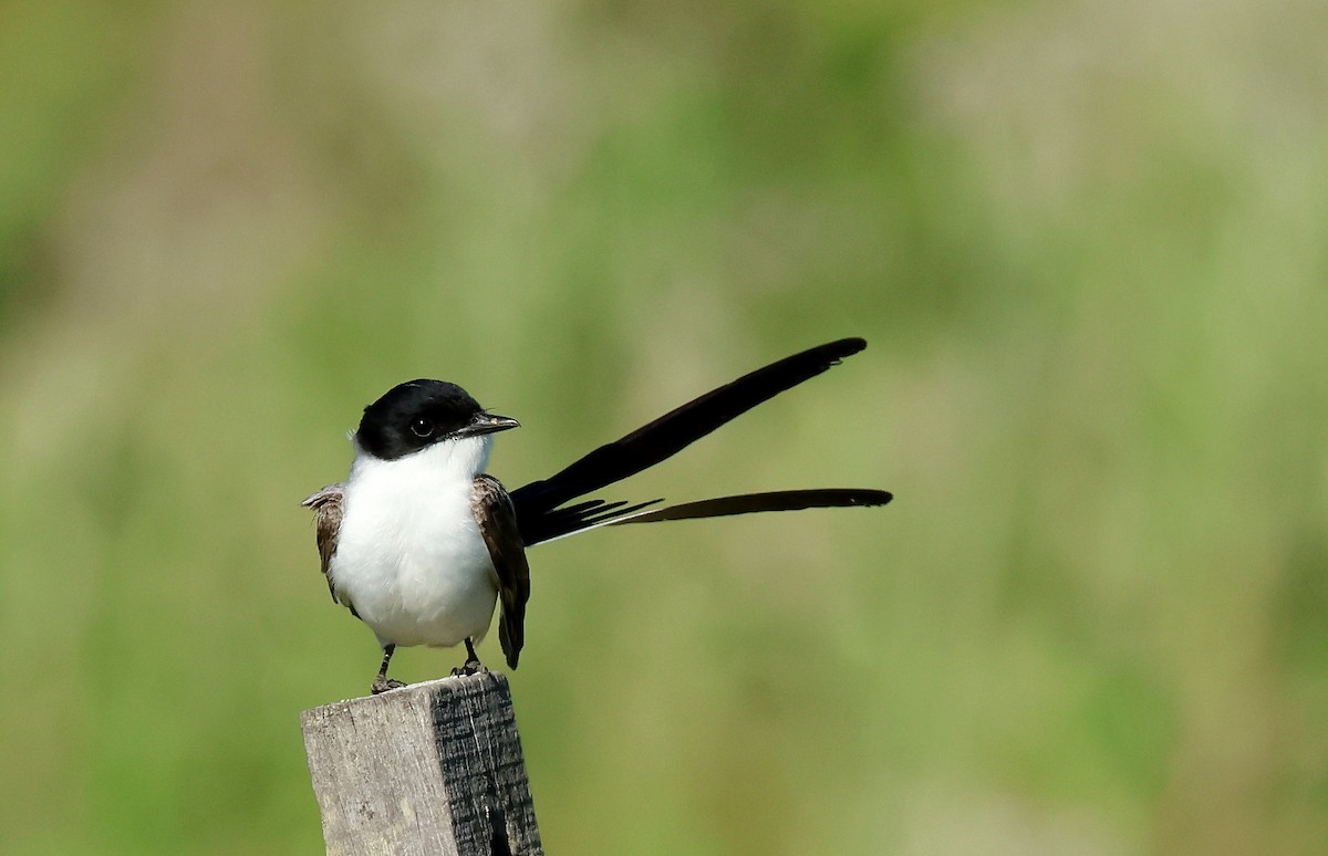 Fork-tailed Flycatcher - Ricardo Battistino