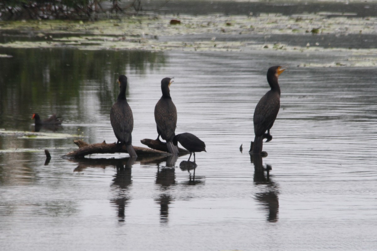 Great Cormorant - ML612274675