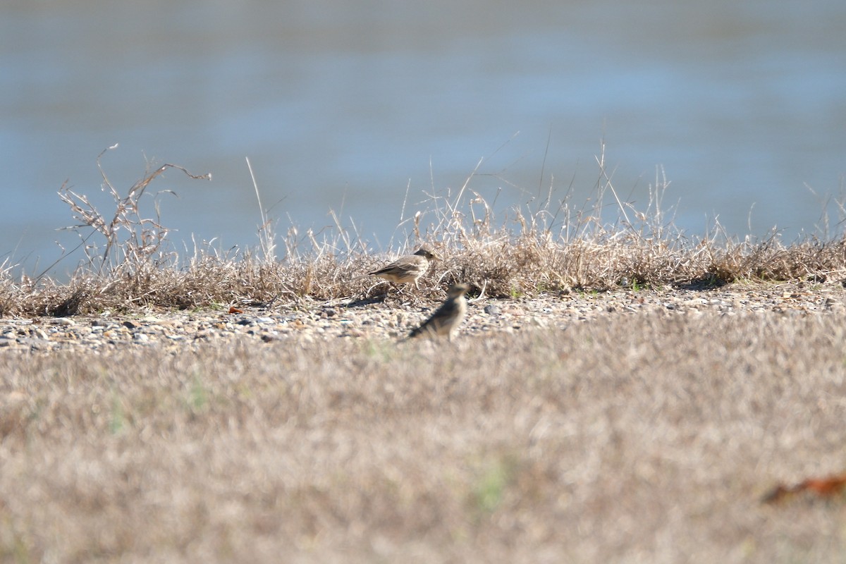 American Pipit - ML612274840