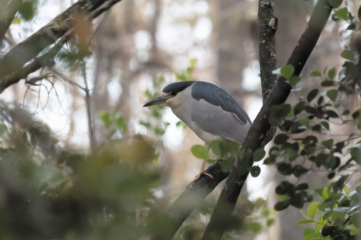 Black-crowned Night Heron - ML612274993